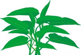 空心菜