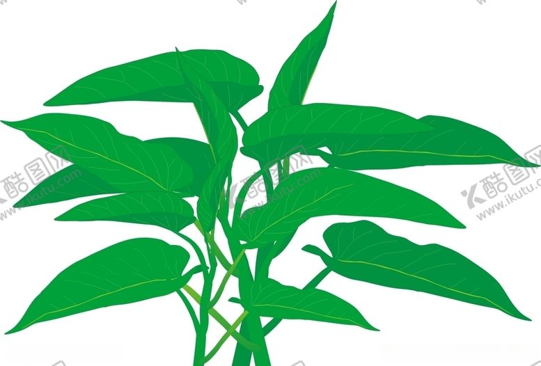 编号：45327609210852298909【酷图网】源文件下载-空心菜