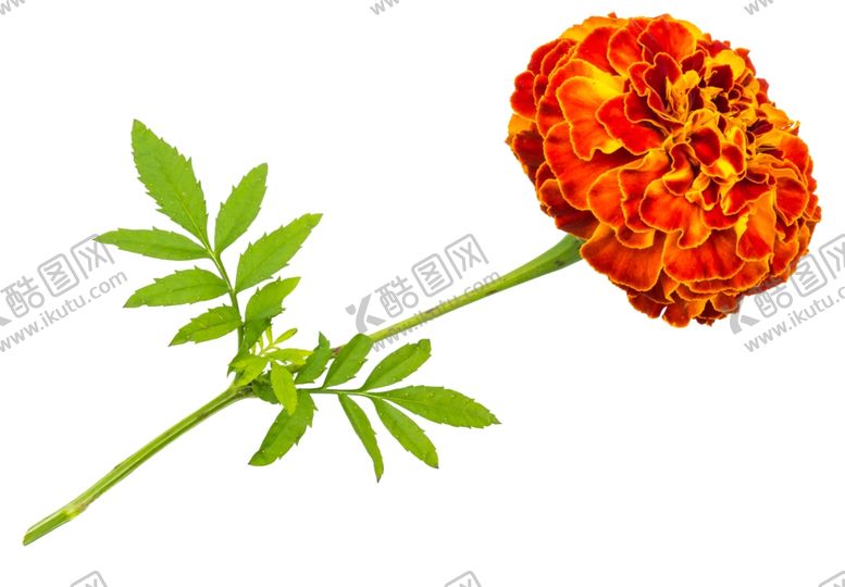 编号：46427610292348553556【酷图网】源文件下载-花朵