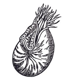 海洋生物鱼类图案