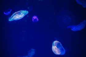 海底世界生物摄影洋生物