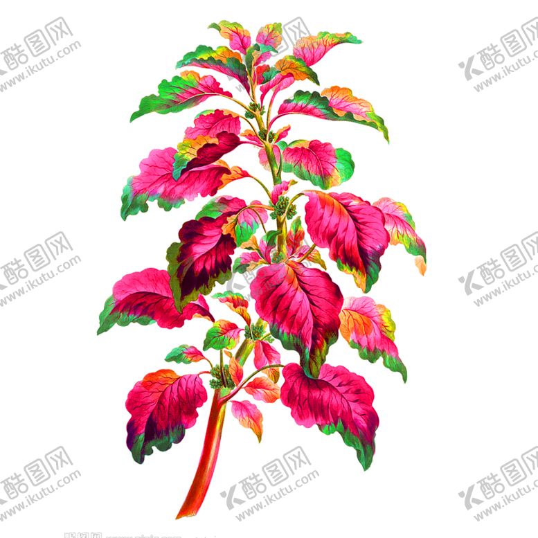 编号：80058805152155099704【酷图网】源文件下载-花素材