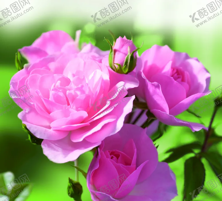 编号：86475009132034212307【酷图网】源文件下载-月季花