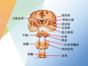 编号：30453410310001368385【酷图网】源文件下载-神经系统 