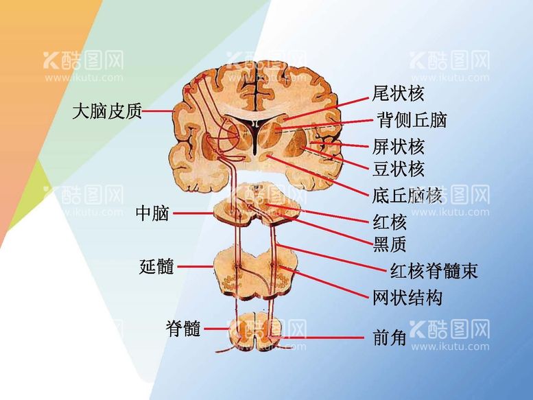 编号：30453410310001368385【酷图网】源文件下载-神经系统 