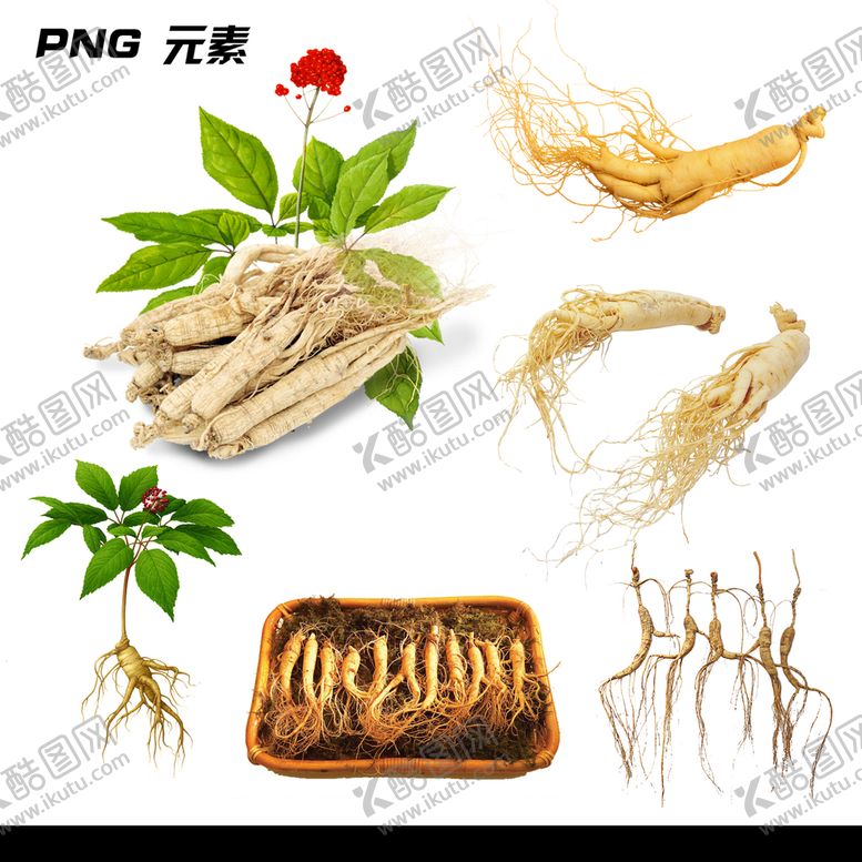 编号：47298109162332563459【酷图网】源文件下载-人参