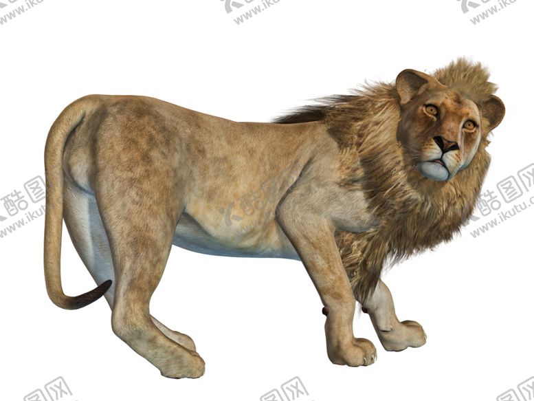 编号：97879210311027519459【酷图网】源文件下载-狮子
