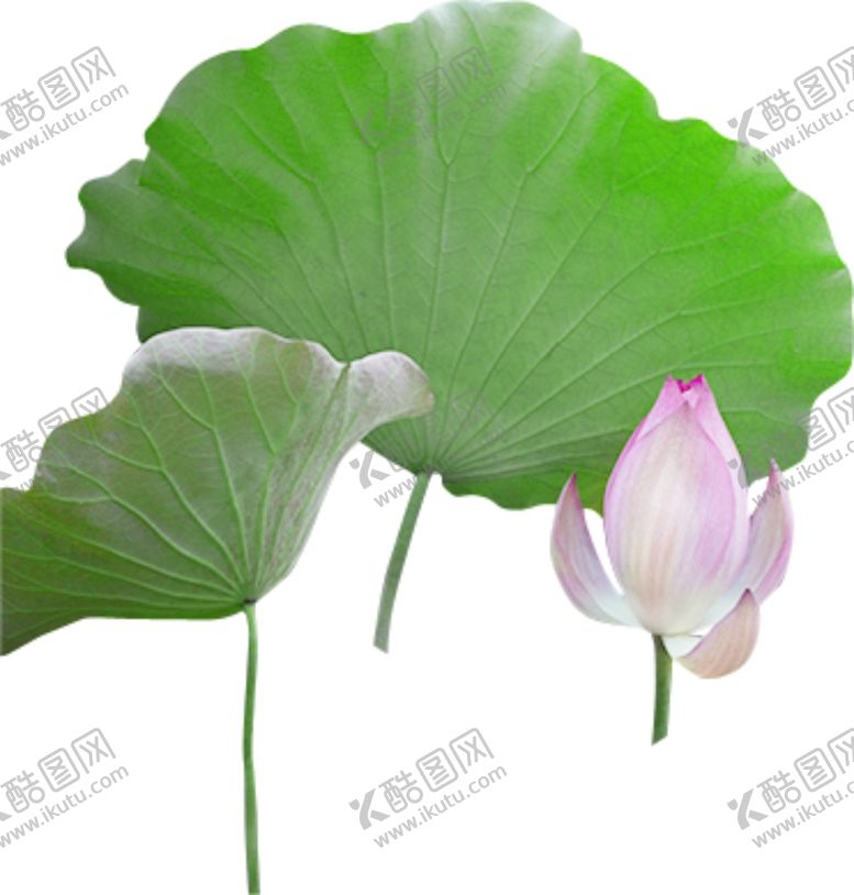 编号：75920204170537019968【酷图网】源文件下载-荷花荷叶
