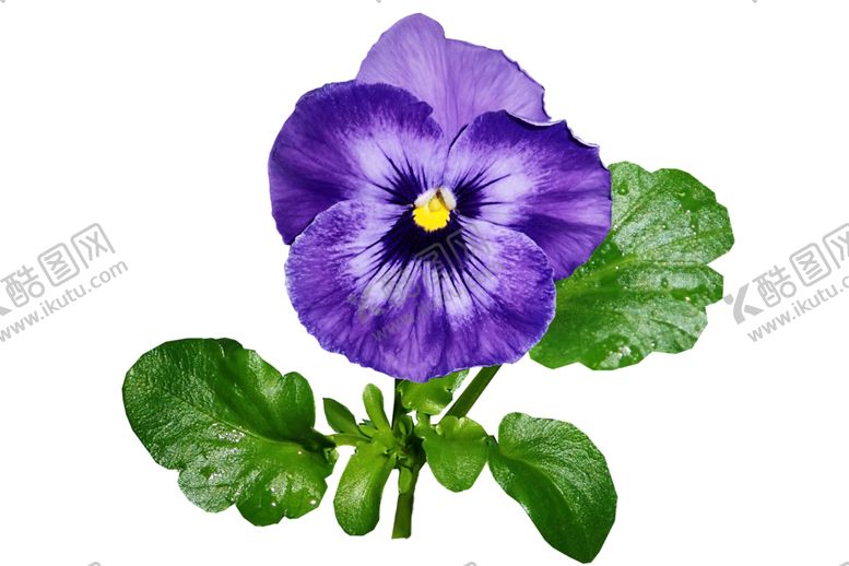 编号：54211910070213343128【酷图网】源文件下载-三色堇