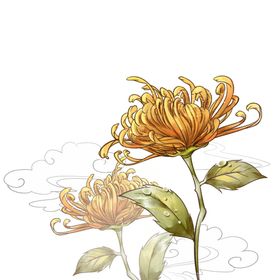菊花