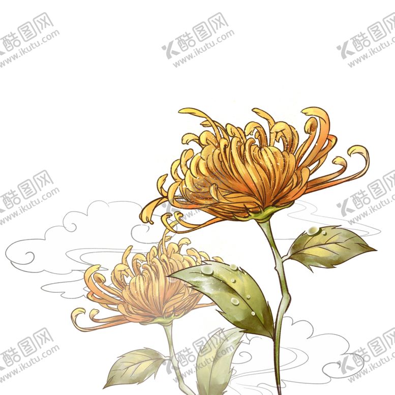 编号：74332209292338371768【酷图网】源文件下载-菊花