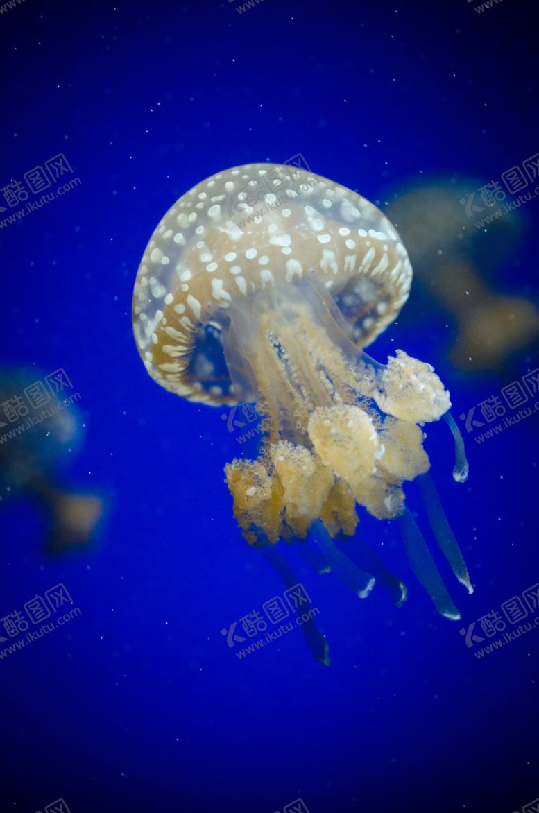 编号：32001712141049381820【酷图网】源文件下载-海底世界