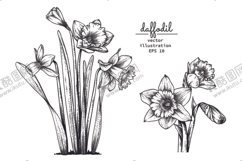 编号：70603209241111311641【酷图网】源文件下载-花卉花蕊