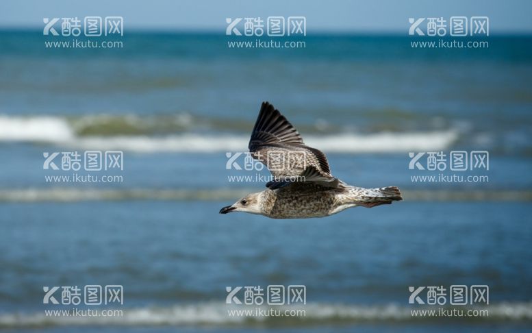 编号：72038811300849092472【酷图网】源文件下载-海鸥