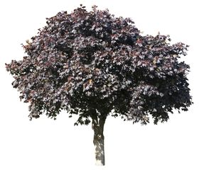 免扣树木花卉植物素材
