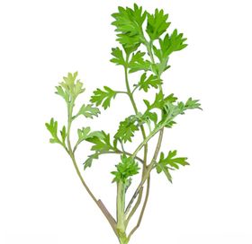 艾草素材