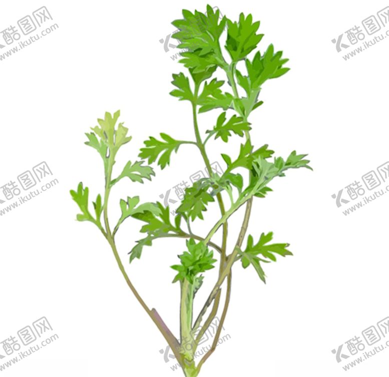 编号：76999210231029289631【酷图网】源文件下载-艾草素材
