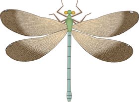 蜻蜓