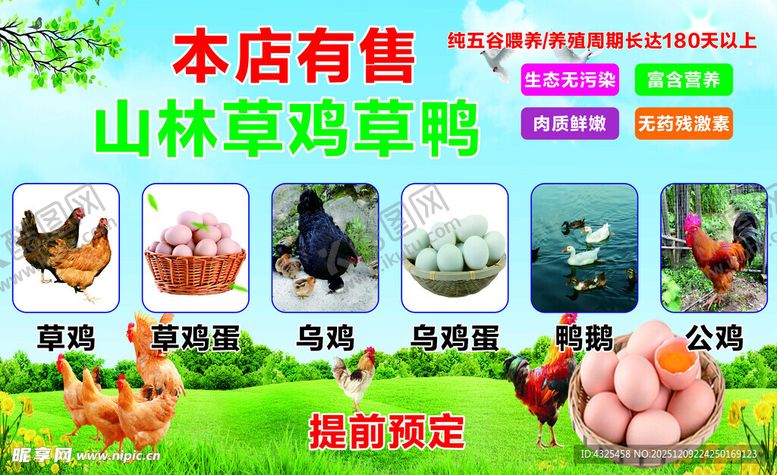 编号：51542912182047022399【酷图网】源文件下载-山林散养草鸡草鸭售卖