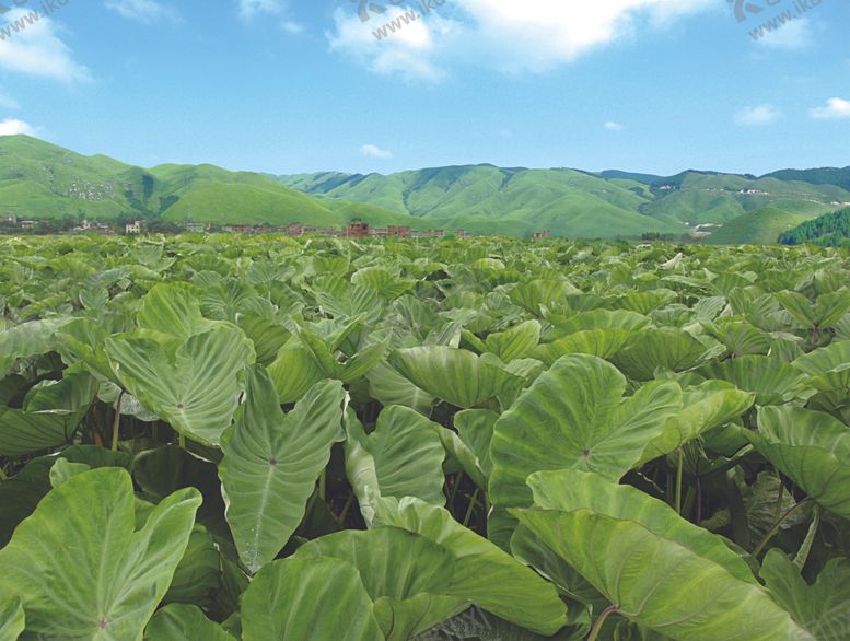 编号：99655009290159033837【酷图网】源文件下载-全州槟榔芋头