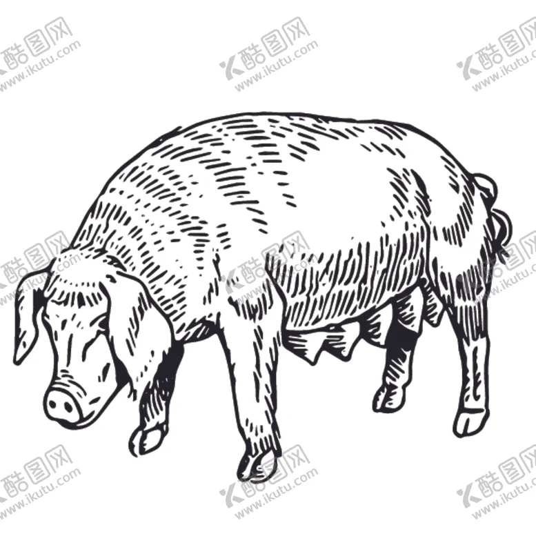 编号：82030209090039187229【酷图网】源文件下载-家禽动物线稿绘画图案
