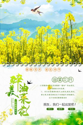 油菜花