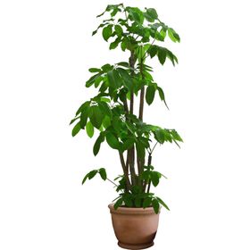 植物