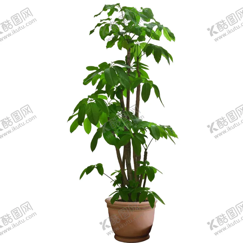 编号：46892807131330219511【酷图网】源文件下载-植物