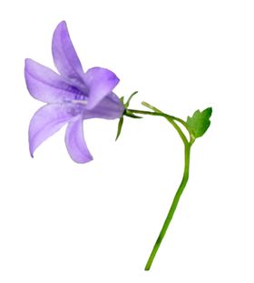 免扣风铃草元素图片