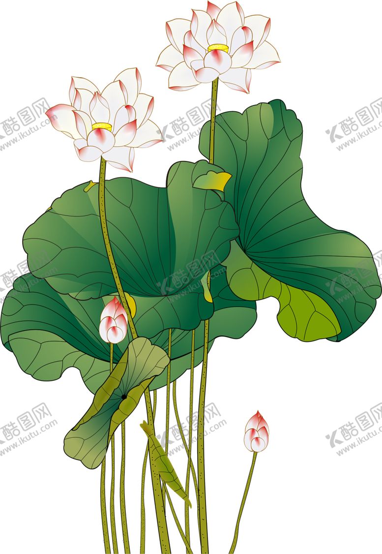 编号：80554312072336151869【酷图网】源文件下载-免扣荷花素材