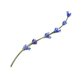 森系花枝
