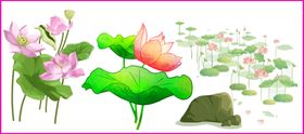 荷花荷叶