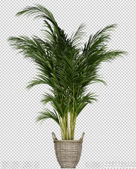 绿植散尾葵