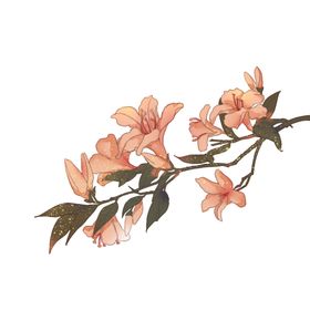 花朵