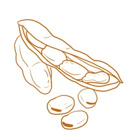 蚕豆