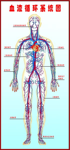 血液循环系统图