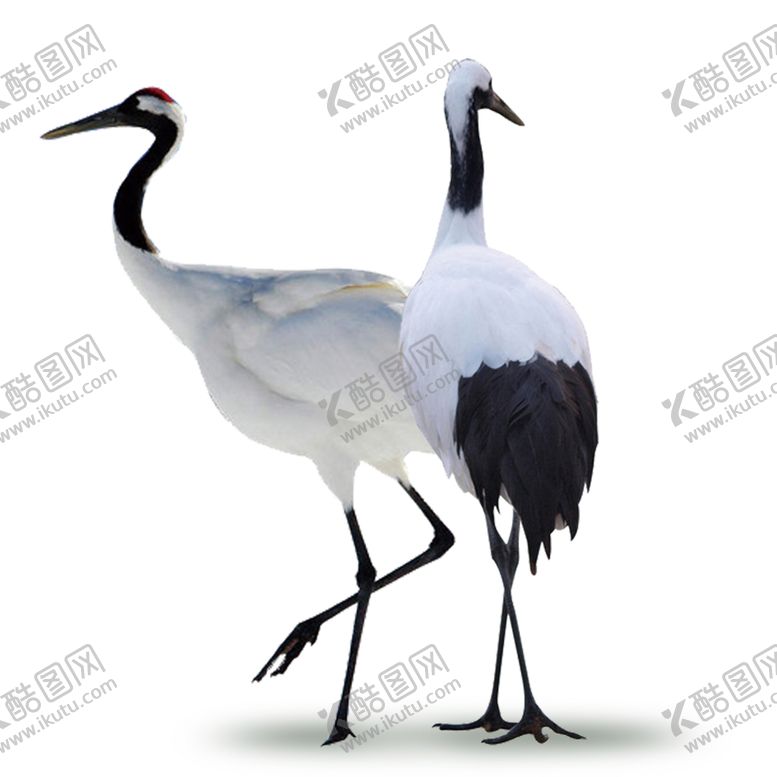 编号：84456804152029019364【酷图网】源文件下载-仙鹤元素