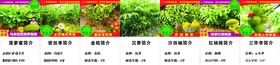 果树简介果苗水果简介