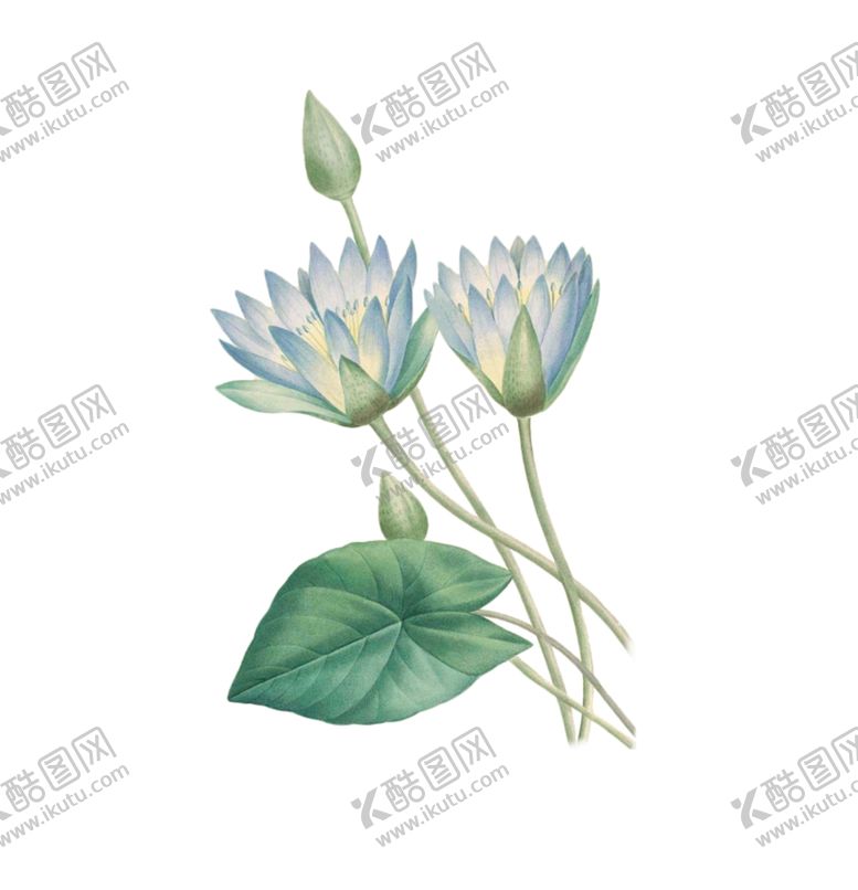 编号：35351604241341171789【酷图网】源文件下载-莲花插画