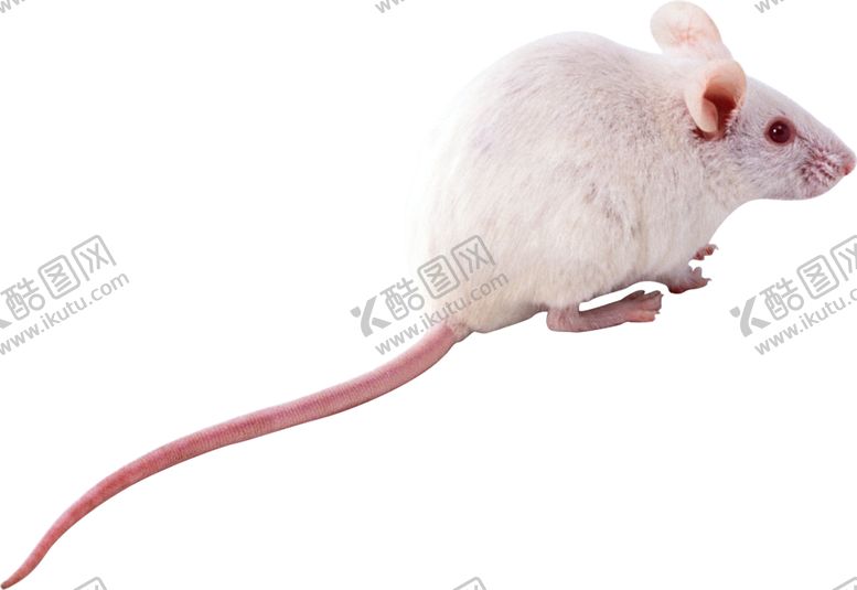 编号：13449109251148376373【酷图网】源文件下载-老鼠