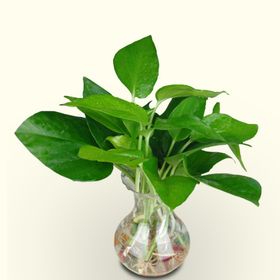 水生植物素材