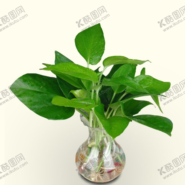 编号：98206607071808336521【酷图网】源文件下载-水生植物