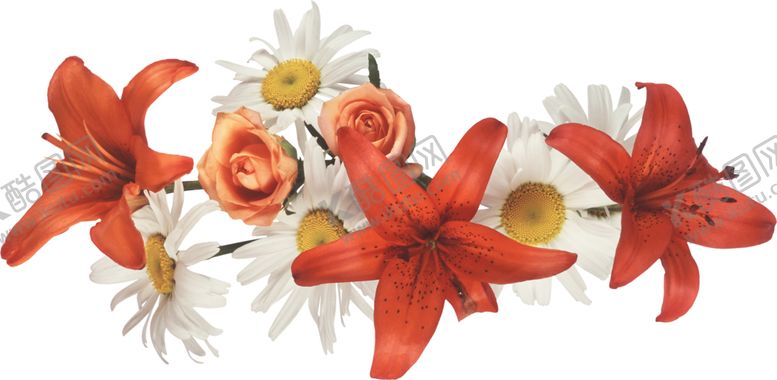 编号：36166510311443342676【酷图网】源文件下载-百合花