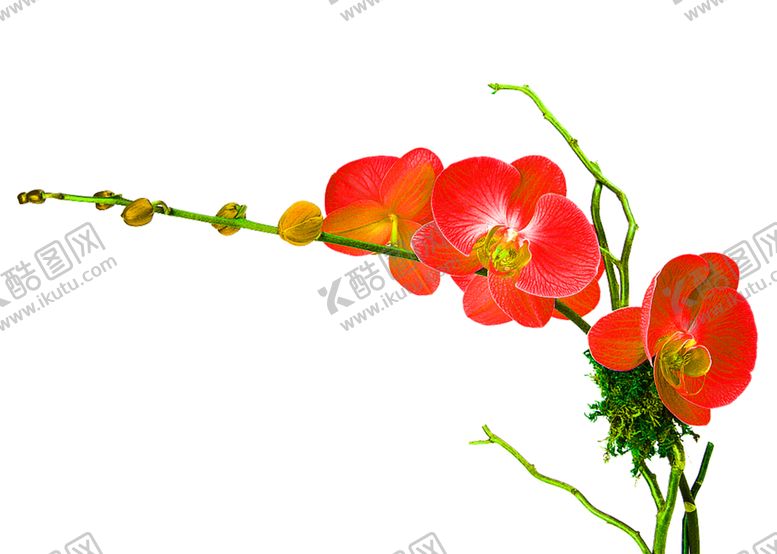 编号：32809509090600013186【酷图网】源文件下载-花素材