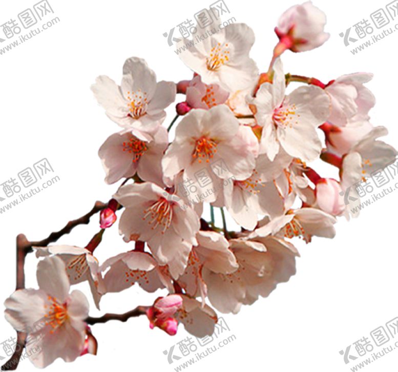 编号：20622209152015033606【酷图网】源文件下载-桃花