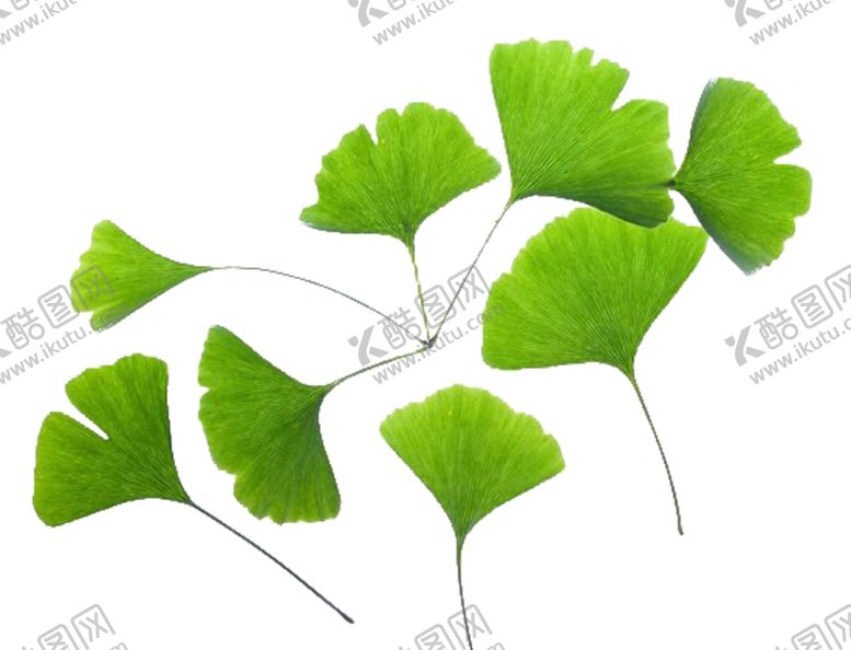 编号：99693709191630069892【酷图网】源文件下载-银杏叶