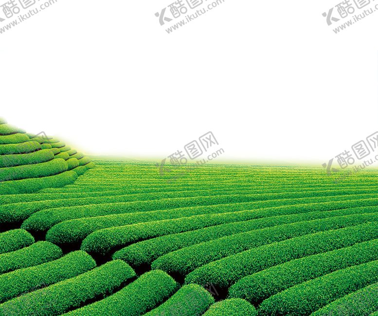 编号：67145607091326426514【酷图网】源文件下载-绿色植物