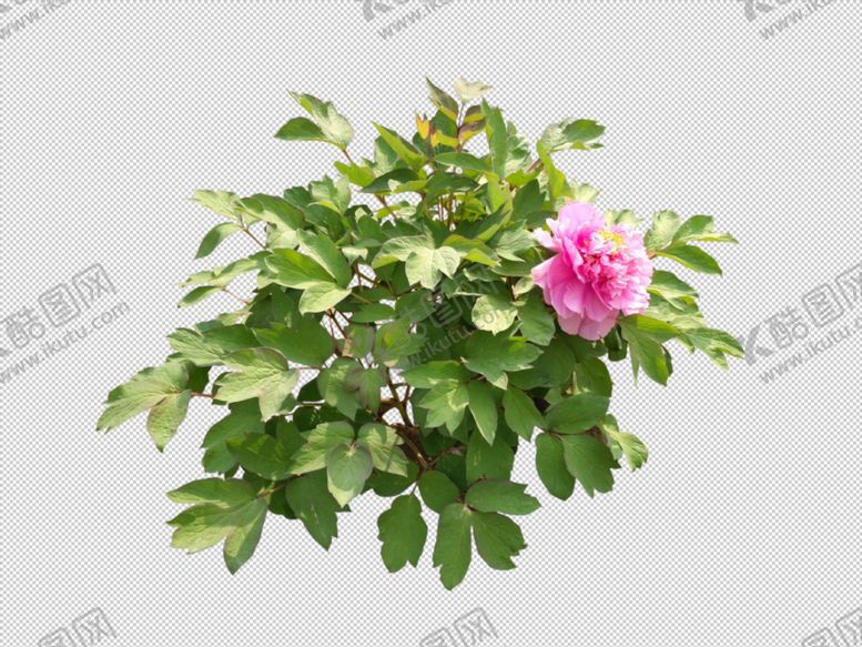 编号：26514009292154079909【酷图网】源文件下载-牡丹