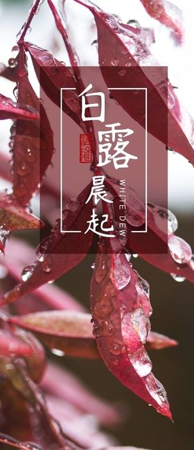 白露