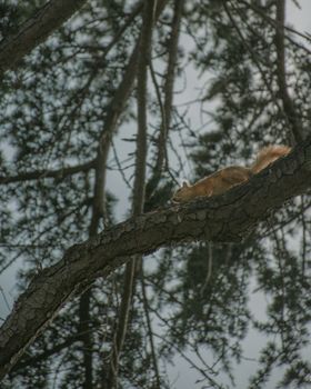 松鼠生物世界陆地动物摄像野生动物